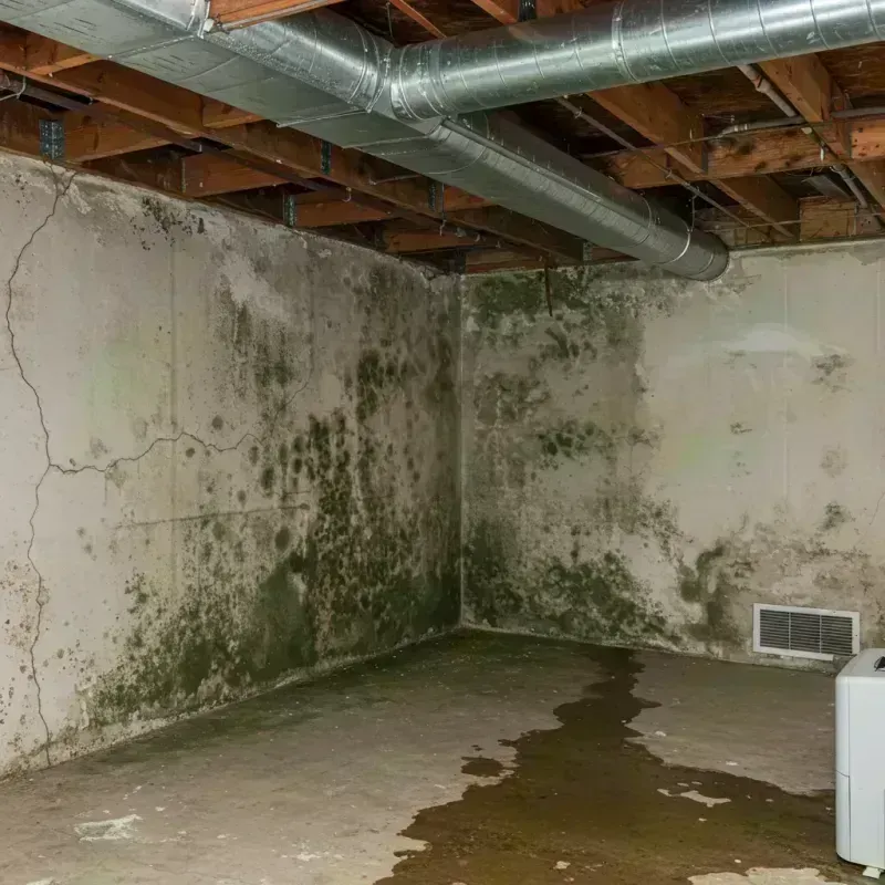 Professional Mold Removal in Rushville, IL